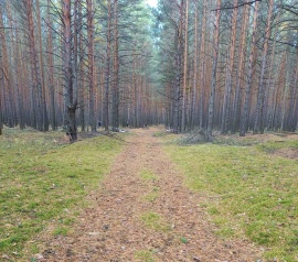 Прирезка лесных участков Кадастровые работы в Лобне